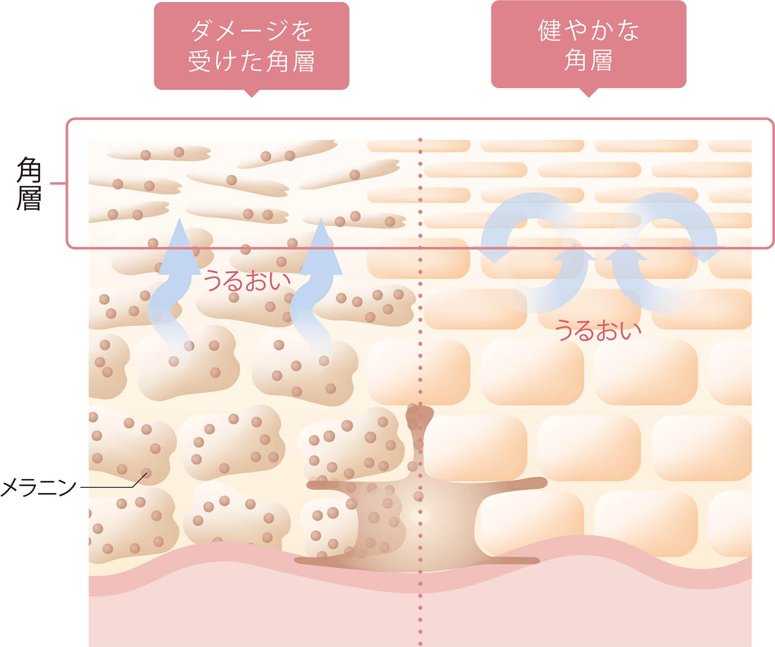 土台*のキーポイント、重要な肌組織「角層」とは？