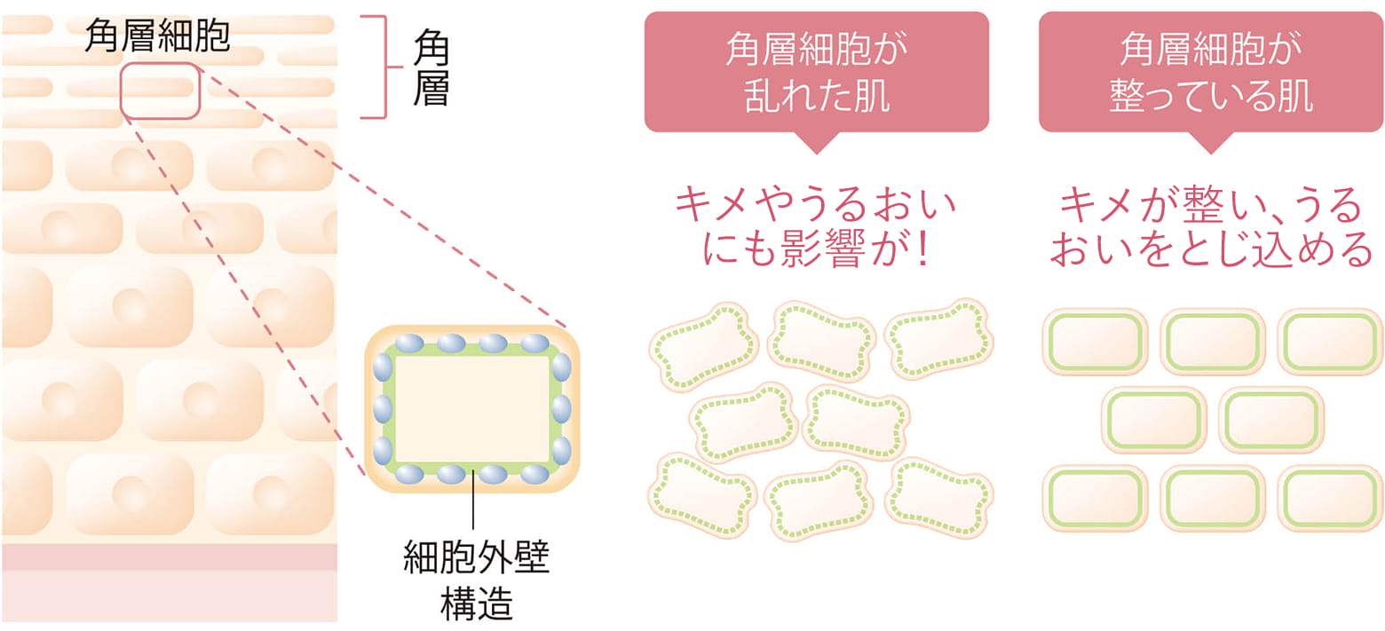 理想の肌とは、角層が整っている肌