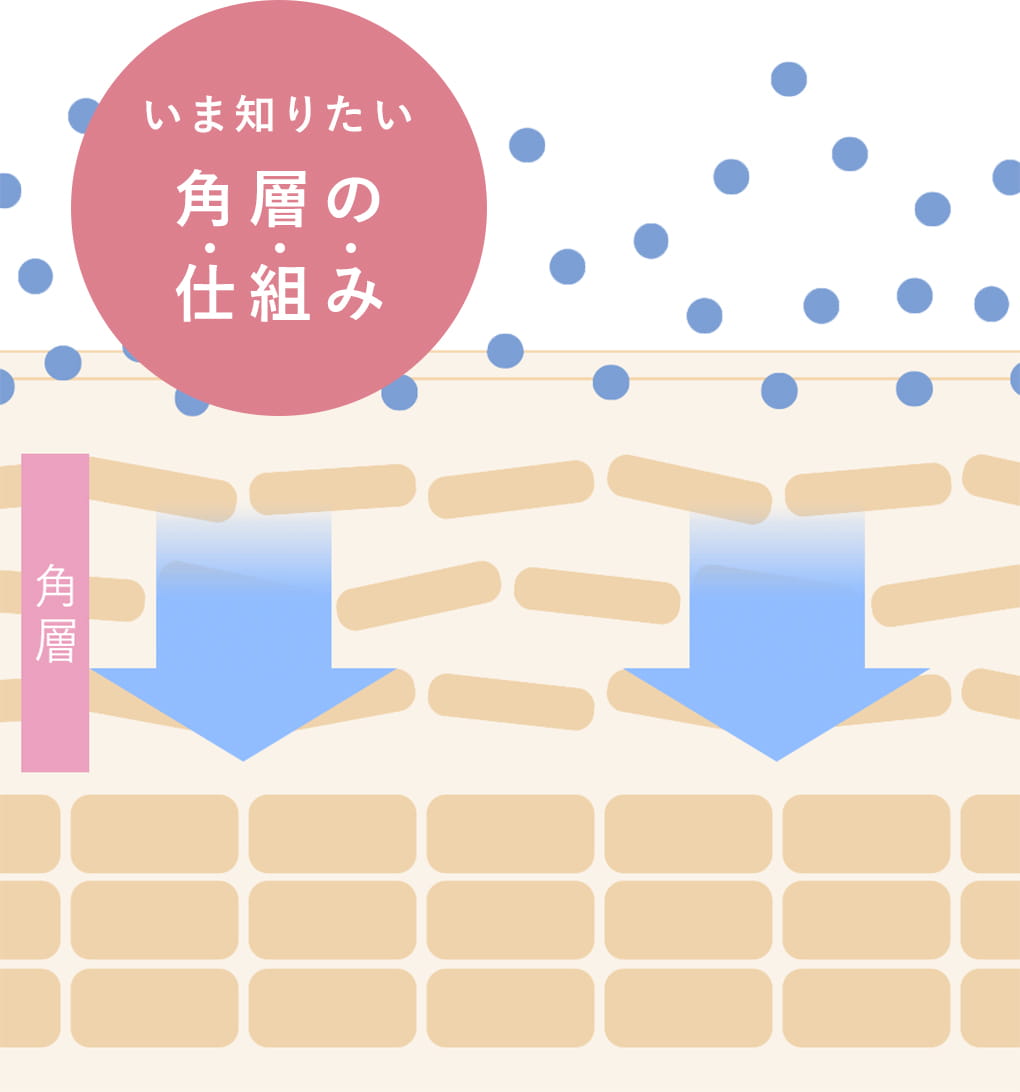 美しい肌の基本、土台をととのえる