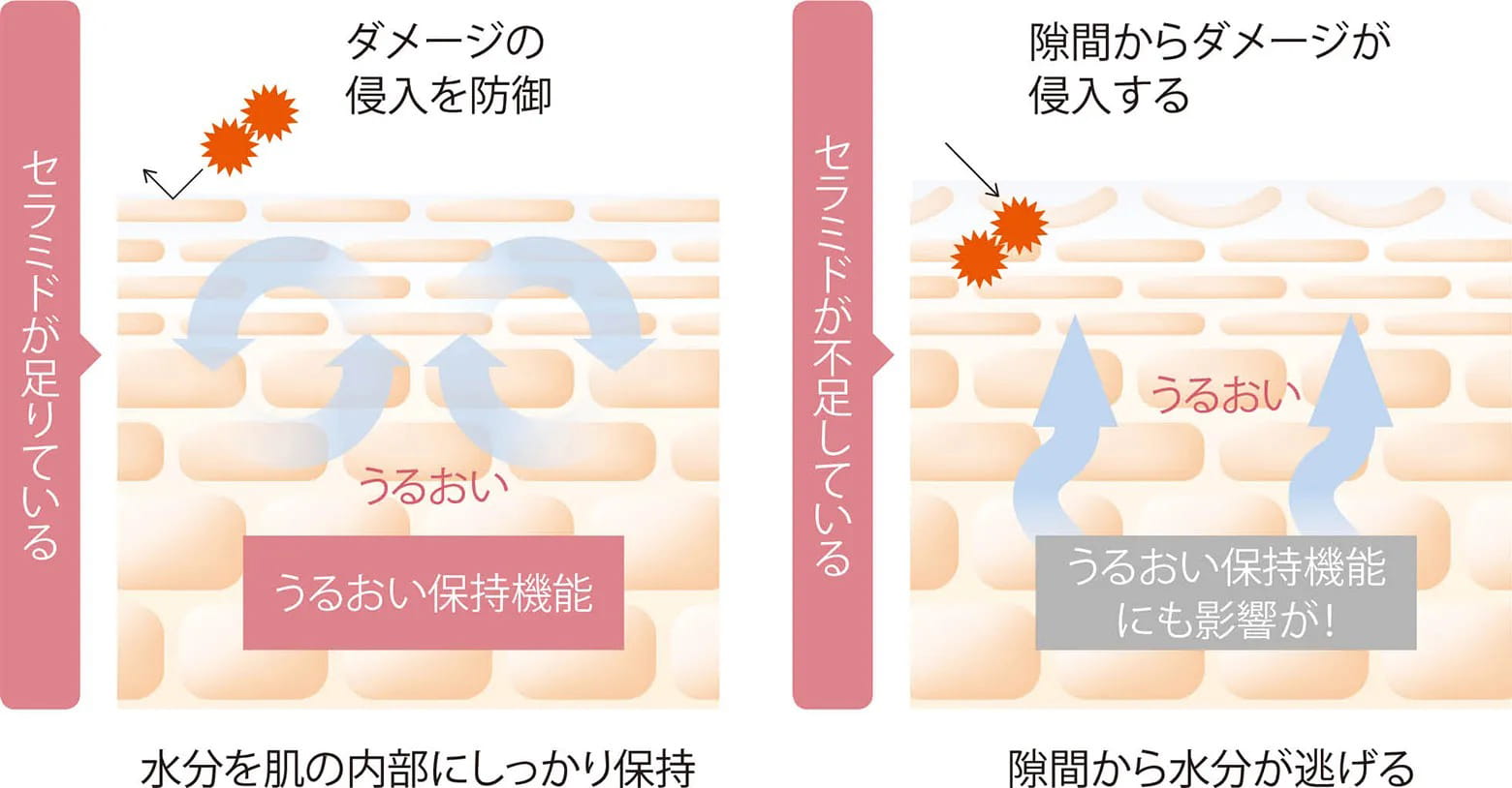 うるおい成分「セラミド」が不足している