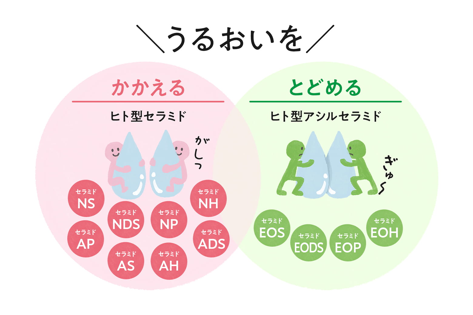 ヒト型セラミドは役割によって2種類に分けられる