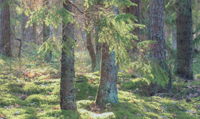 森林資源に配慮した素材
