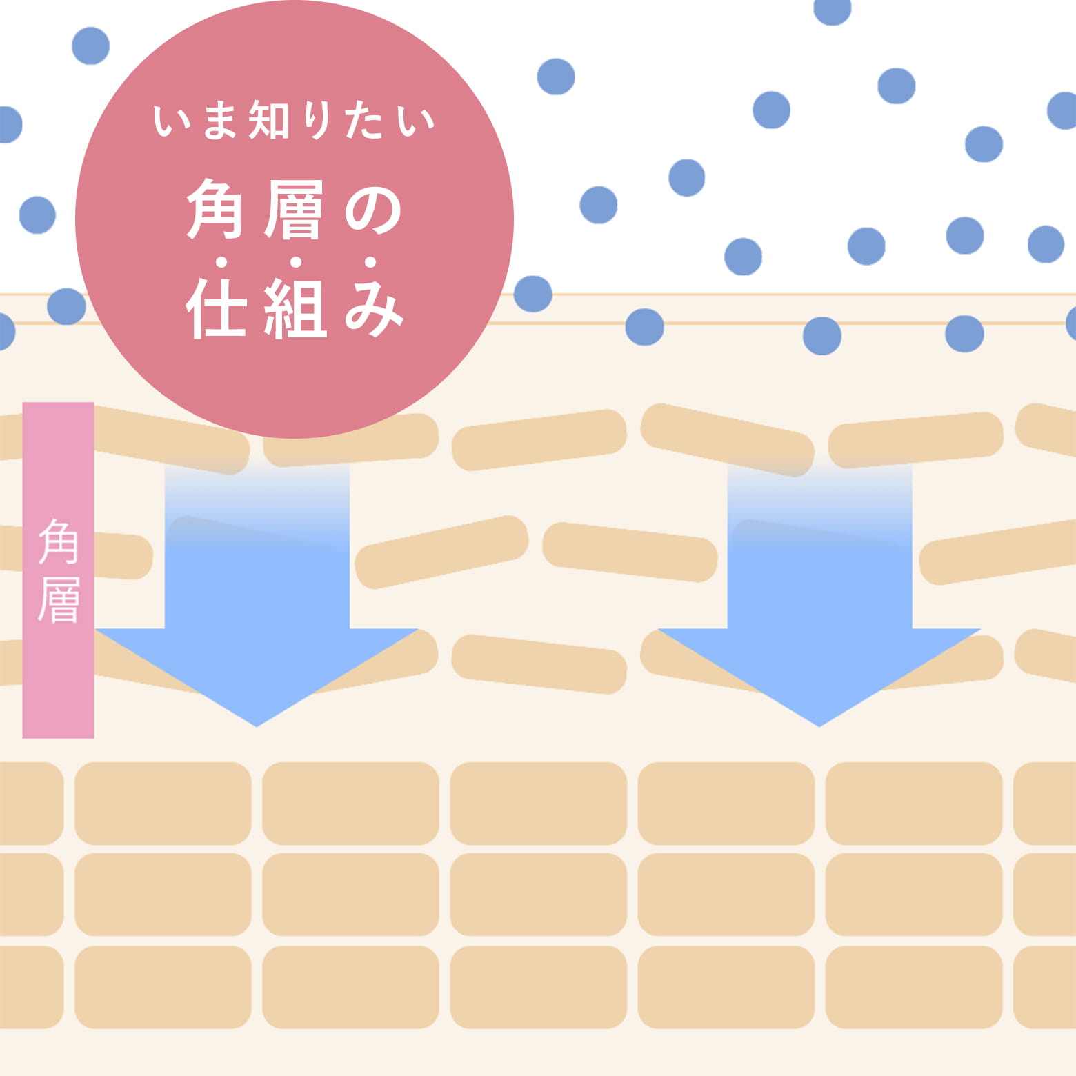 美しい肌の基本、土台をととのえる